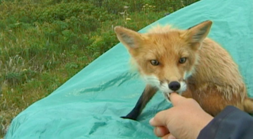 TImothy Treadwell being nibbled by his fox friend